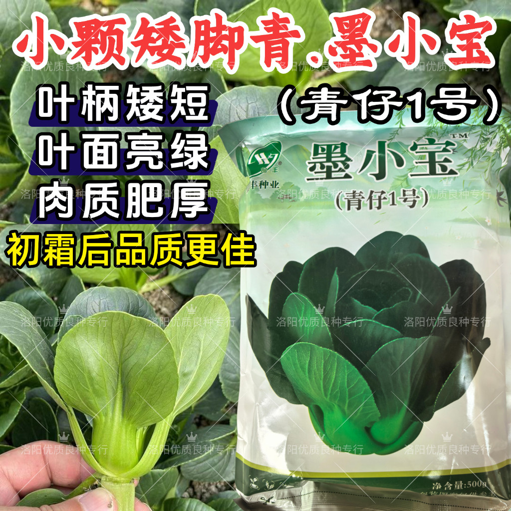 小青仔苏州青种子墨小宝矮颗黑叶小青菜耐寒秋冬矮脚苏州青种子籽