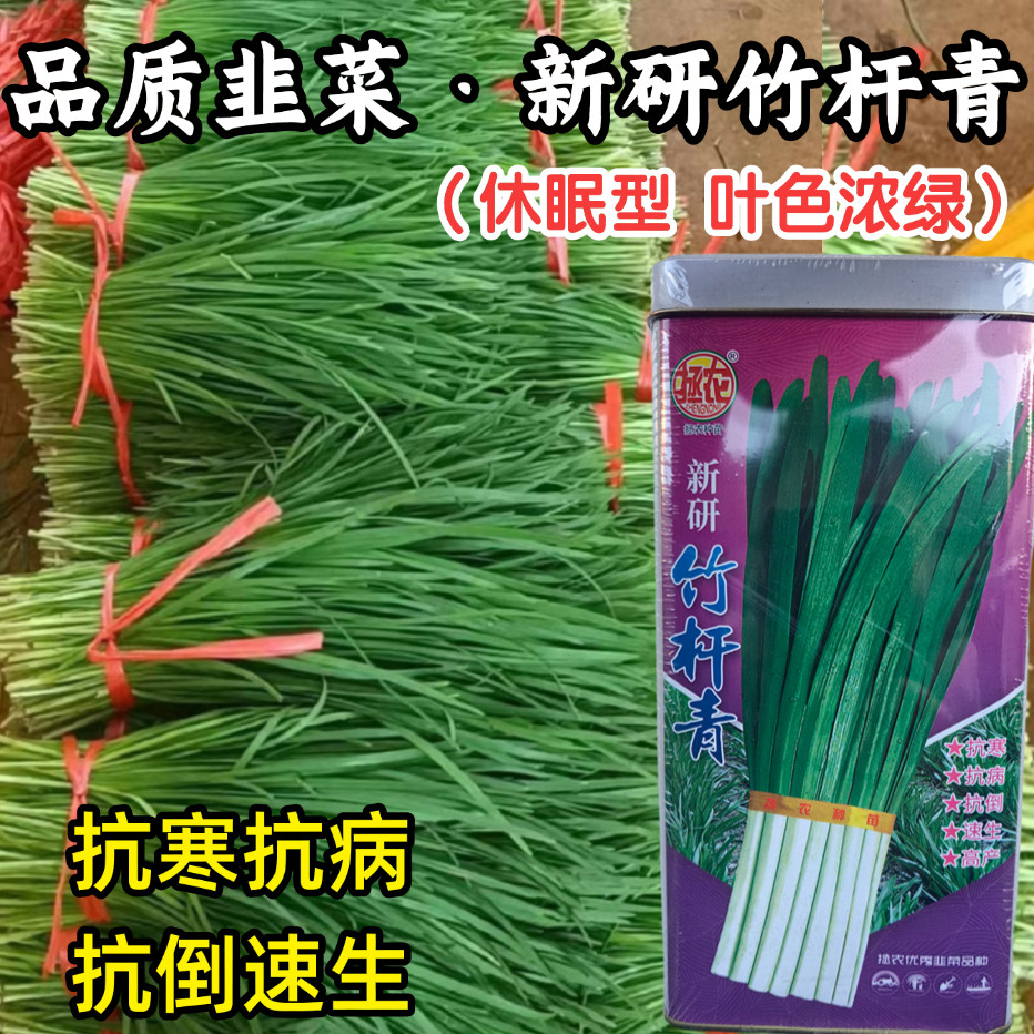 竹杆青韭菜种子休眠抗病速生抗寒宽叶香味浓韭菜四季蔬菜种子籽孑