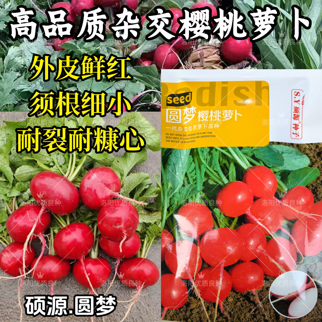 圆梦樱桃萝卜种子杂交早熟迷你圆形红皮白肉萝卜春秋四季蔬菜种籽
