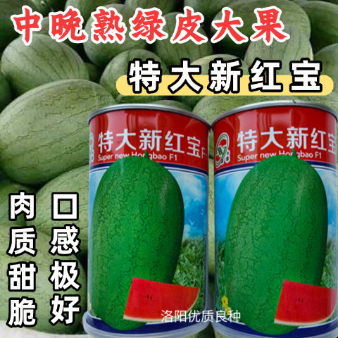 特大新红宝西瓜种子青皮中晚熟绿皮超大甜懒汉红瓤甜脆西瓜种子籽