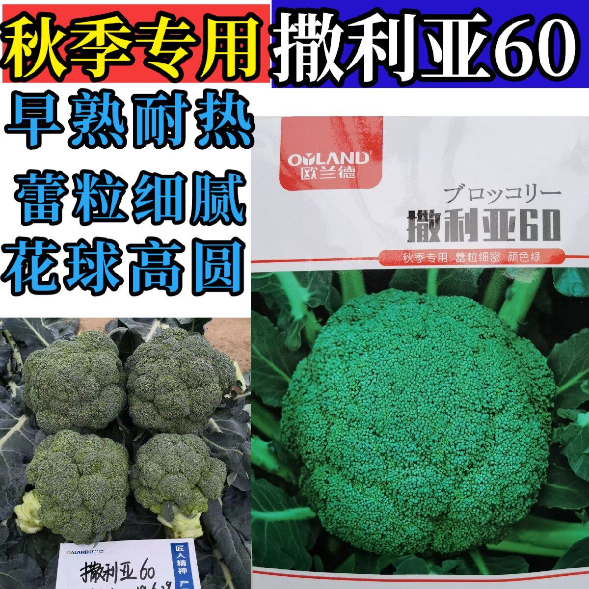 早熟耐热西兰花种籽青花菜撒利亚