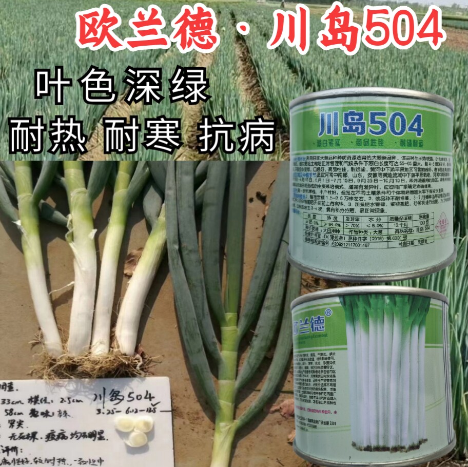 504钢葱种子大葱日本耐热耐寒