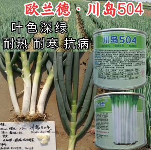 欧兰德川岛504钢葱种子大葱种籽日本耐热耐寒山东铁杆大葱籽子孑
