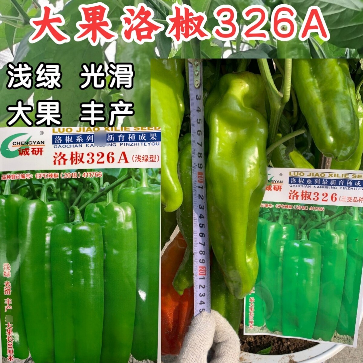 洛椒326A辣椒诚研特大果厚皮泡椒