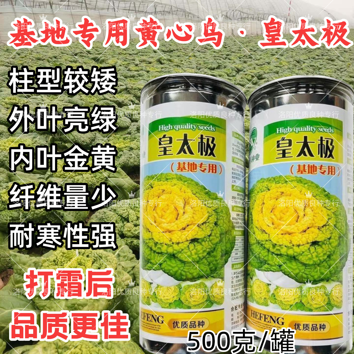 皇太极黄心乌塌菜种子矮颗耐寒白帮涮火锅菜秋播越冬黄心菜种子籽