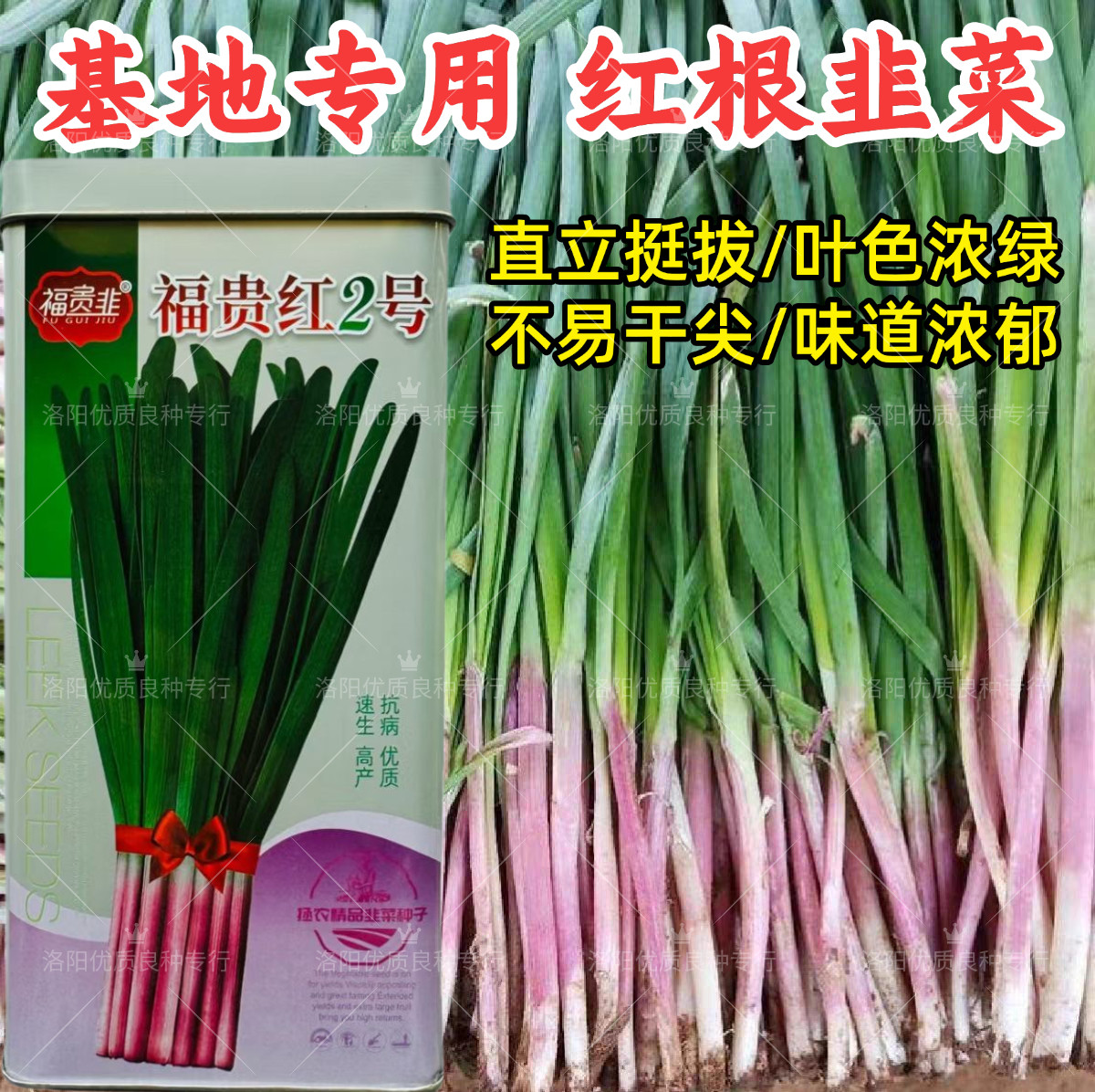 福贵红2号红根韭菜种子厚叶休眠红根韭菜露地早春小拱棚韭菜种子