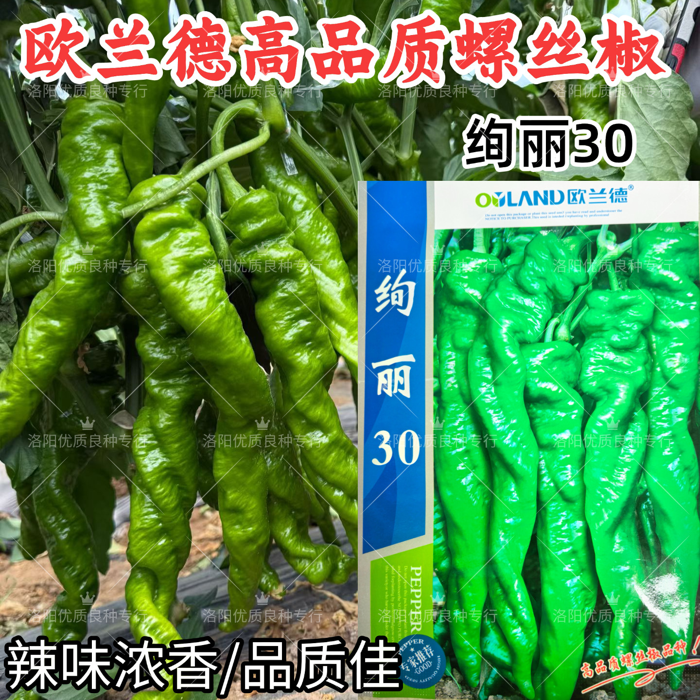 绚丽30螺丝椒种子欧兰德皱皮绿皮高辣浓香旋转螺丝椒春辣椒种子籽
