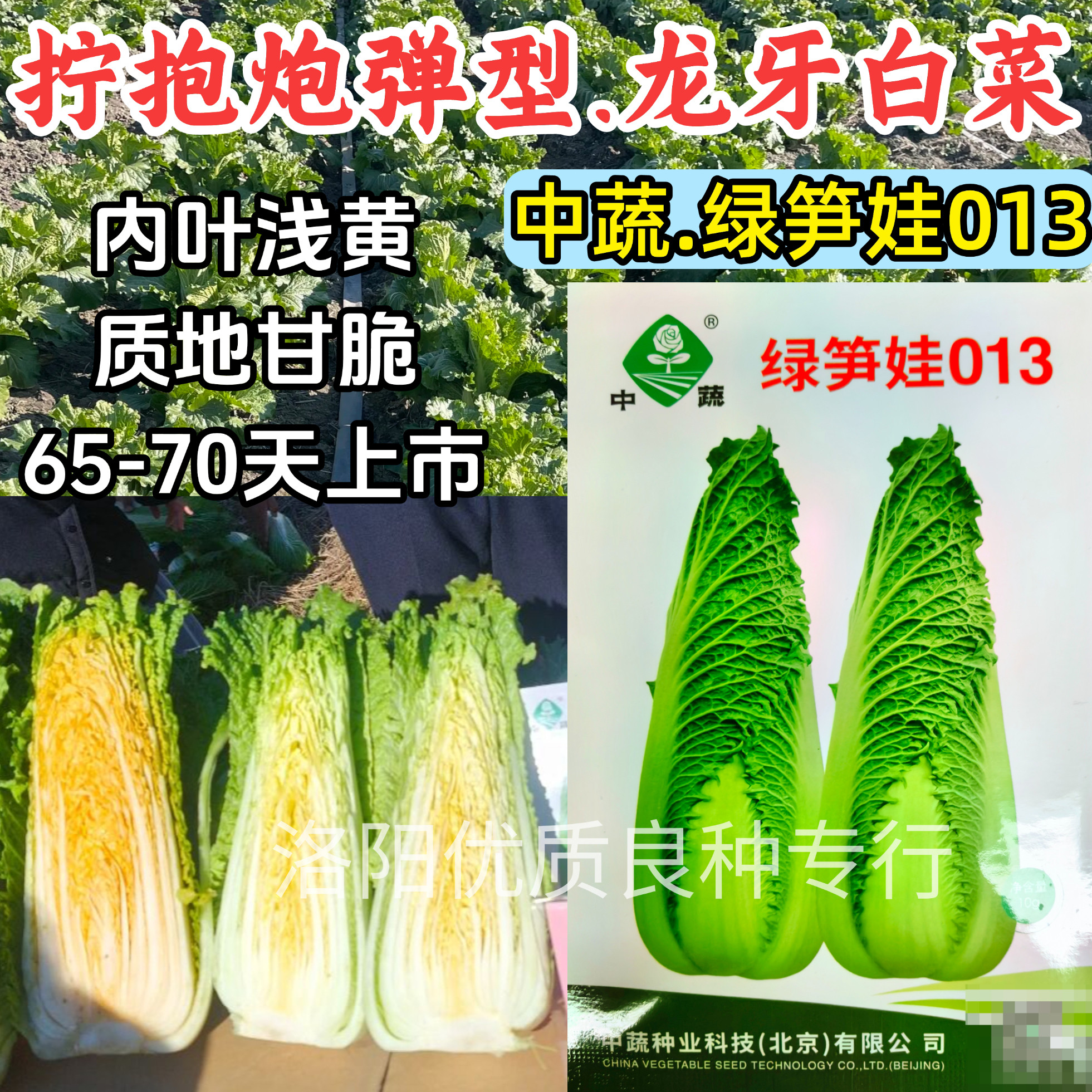 绿笋娃013龙牙白菜种子拧抱黄心绍菜水果白菜65天秋尖头白菜种子