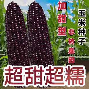 黑甜糯玉米种子种籽早熟大棒黑甜糯黑粒黑轴粘黑玉米水果包谷种子