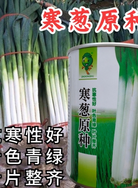 寒葱种子章丘大葱山东大梧桐大葱种籽耐寒铁杆大葱四季蔬菜种子籽