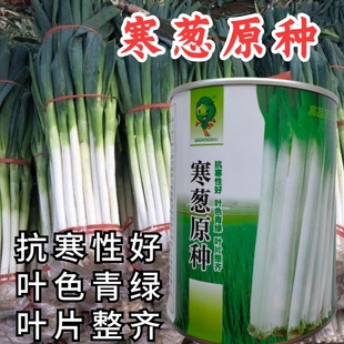 寒葱种子章丘大葱山东大梧桐大葱种籽耐寒铁杆大葱四季蔬菜种子籽