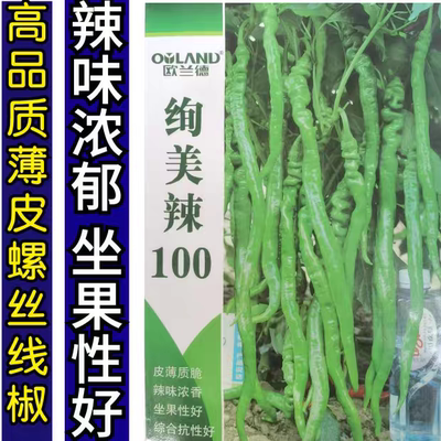 薄皮香辣特辣软皮螺丝线椒种子