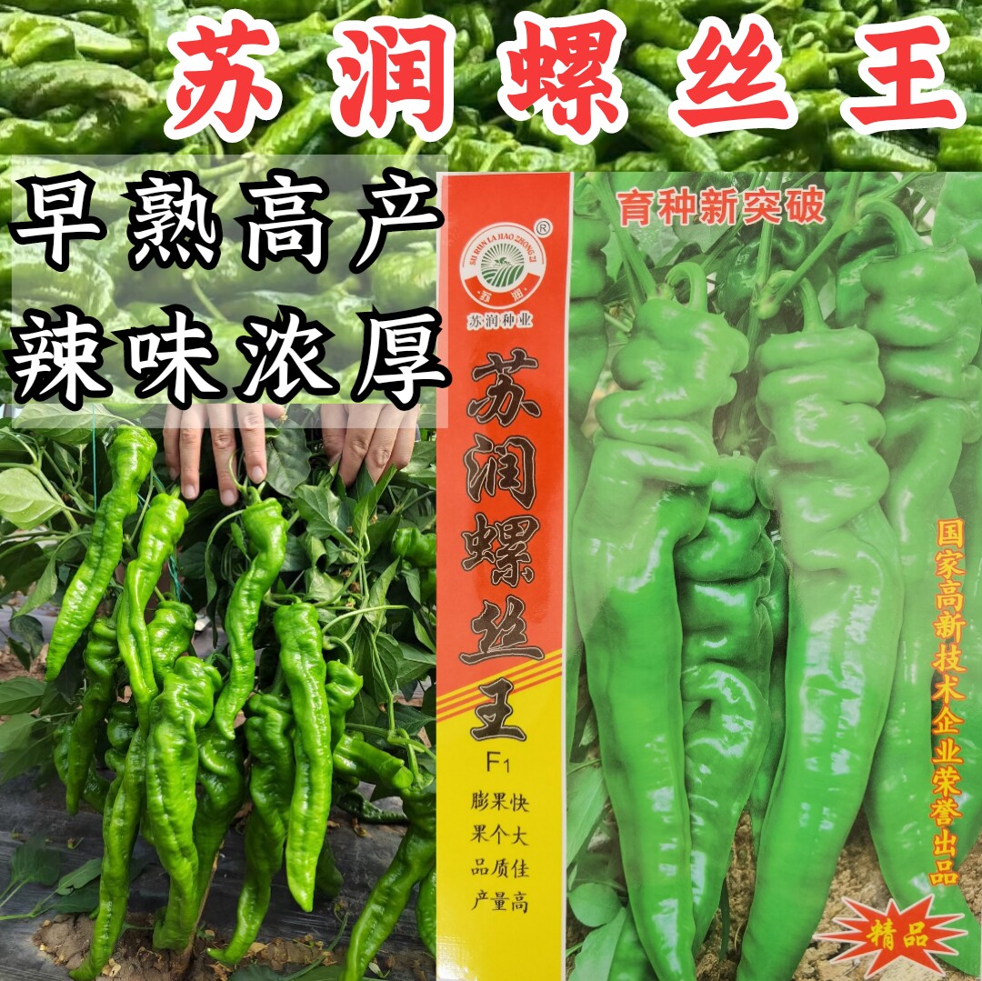 早熟厚皮高辣绿皮皱皮陇椒螺丝椒