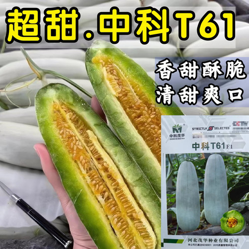 中科61甜瓜种子羊角蜜甜瓜博洋61