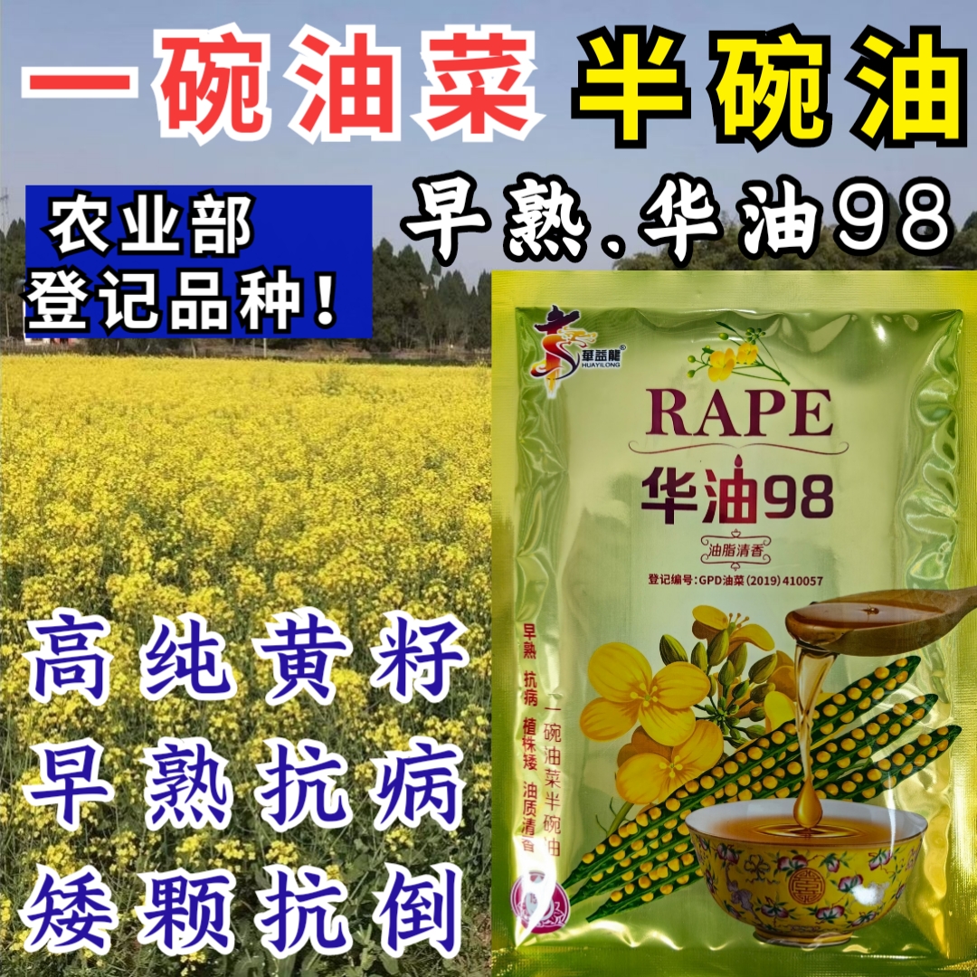 早熟98矮杆抗倒观赏榨油黄籽油菜