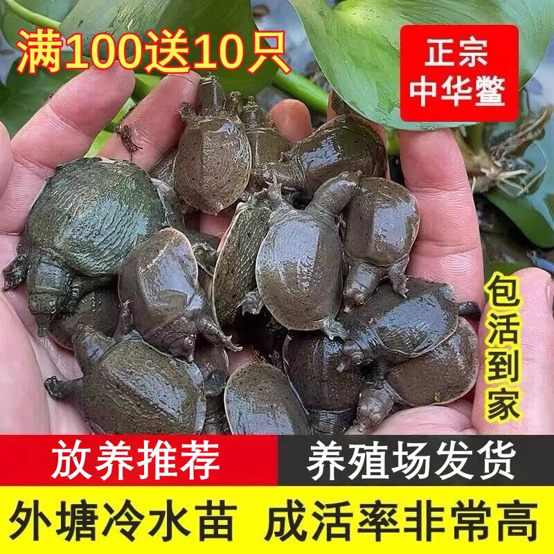 外塘生态中华甲鱼苗活体外塘养殖冷水小甲鱼团鱼水鱼王八鳖苗包活