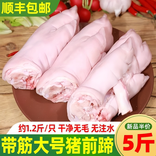 新鲜猪蹄前蹄速冻带筋猪脚新鲜特大号猪前蹄猪爪猪手现杀原切生鲜