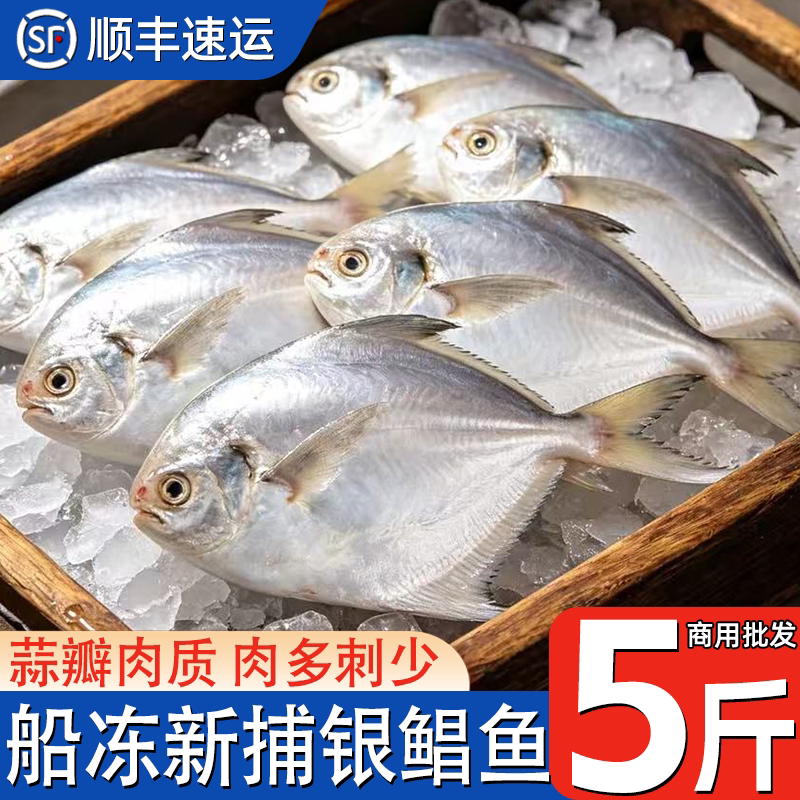 银鲳鱼新鲜冷冻野生海捕银鲳鱼平鱼海捕白鲳鱼速冻顺丰不新鲜水产