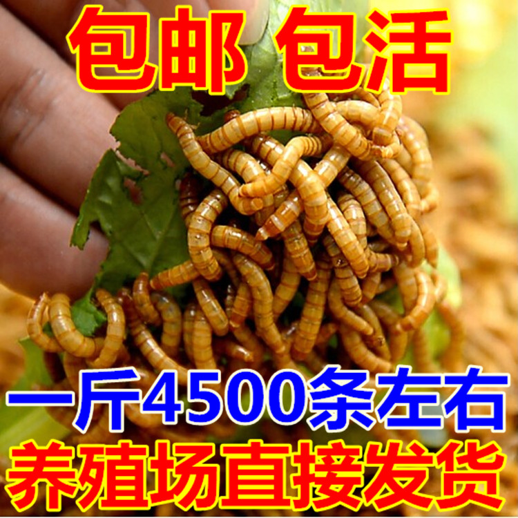 活的小鸟虫子活体八哥粮食饲料面包虫活虫子喂鸟喂鸡虫子鱼饵人吃