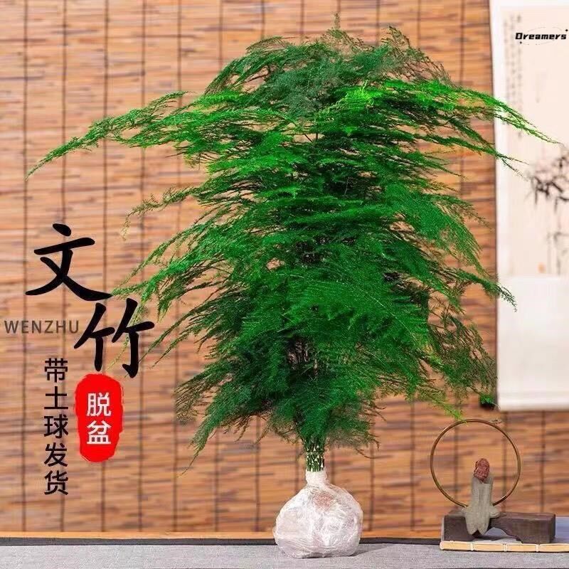 文竹盆栽植物办公室内绿植花卉客厅特大棵文O竹苗矮生高端云竹厂