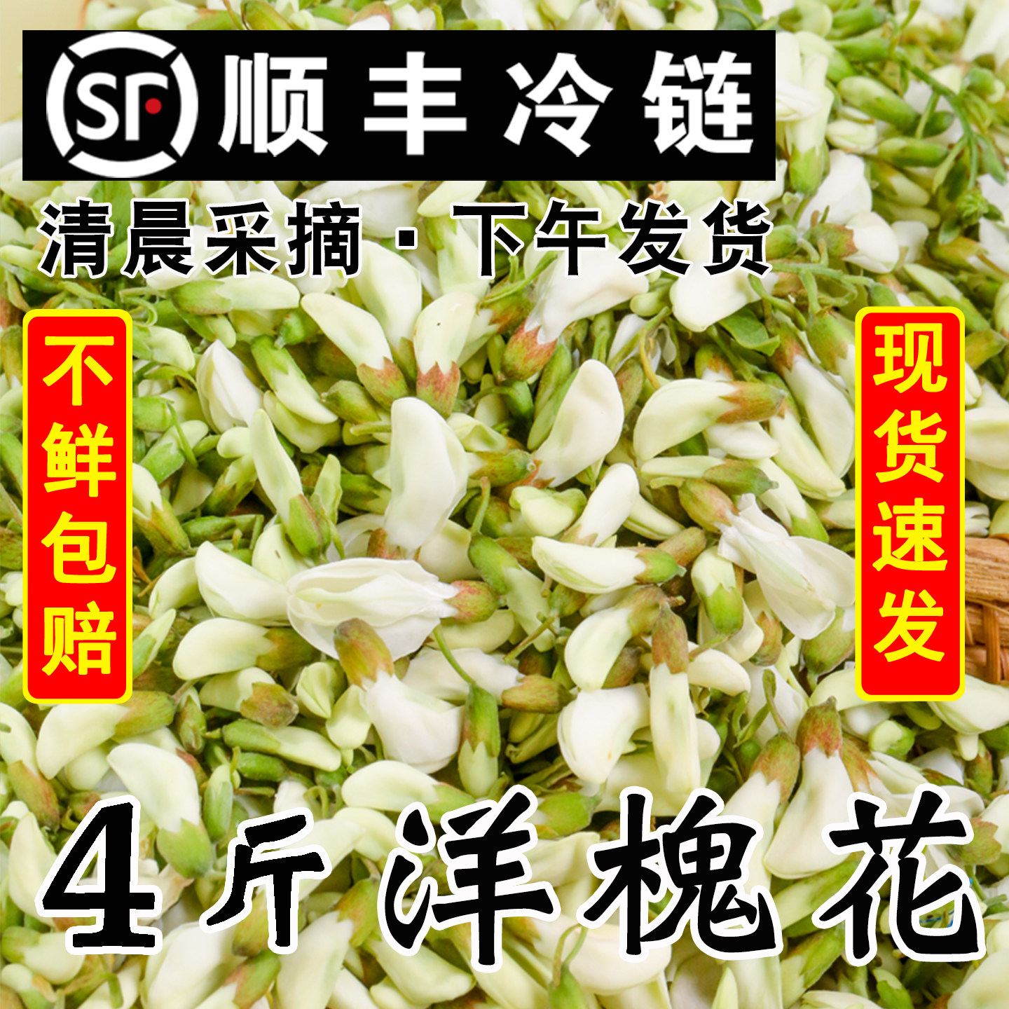 2026新鲜洋槐花现摘现发山野菜应当季蔬菜杨槐树花骨朵苞河南特产