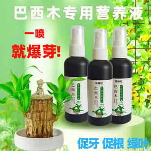 巴西木专用营养液肥料幸运木生根水培促爆芽防黄叶底部发霉液体肥