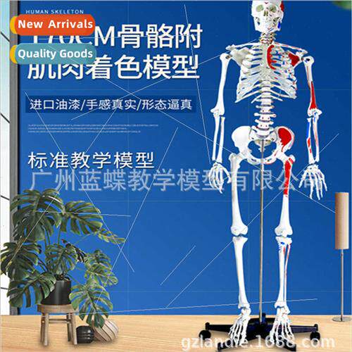 170CM Human Skeleton Model wh Half Muscle Coloring Muscle St