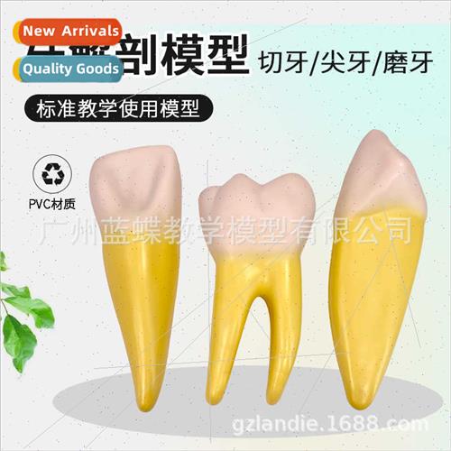Human incisors grinding teeth cusp  dental display dentist d