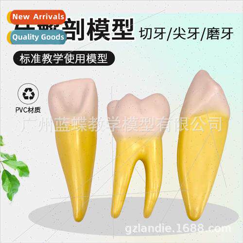 Human incisors grinding teeth cusp  dental display dentist d