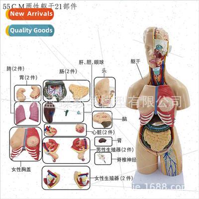 55CM human anatomy model organs detachable medical teaching