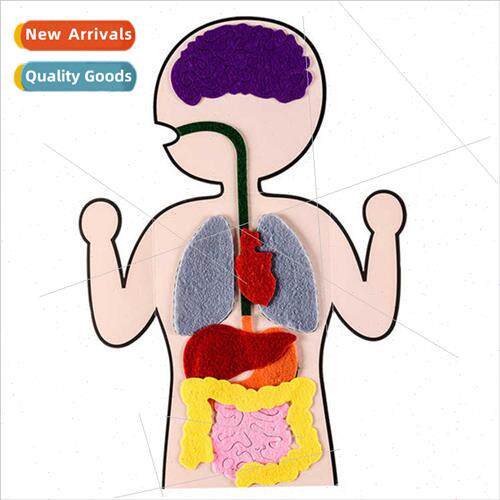 Human viscera teaching aids creative children -woven fabric