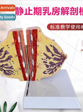 Breast model chest model chest anatomy model resting lactati