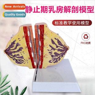 resting Breast anatomy chest lactati model