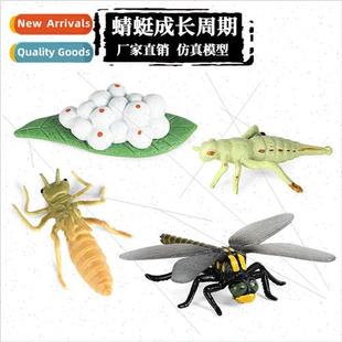 growth cycle insect toys dragonfly animal model simulation