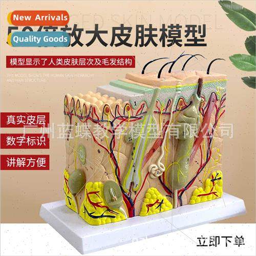 Human skin structure anatomical model tissue level enlargeme