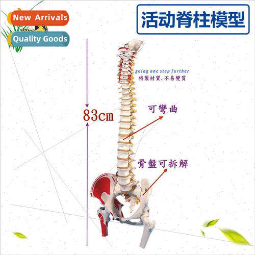 Natural large human spine wh femoral head coloring muscle sp