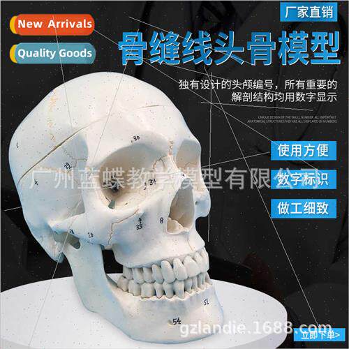 Adult 1:1 skull model human skull wh bone suture skull bone