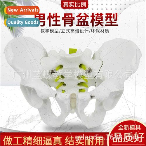 1:1 male pelvic model specimen iliac bone sciatic bone tailb