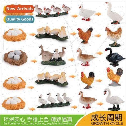 Chicken Duck Goose Growth Cycle Model Poultry Farm Hatching