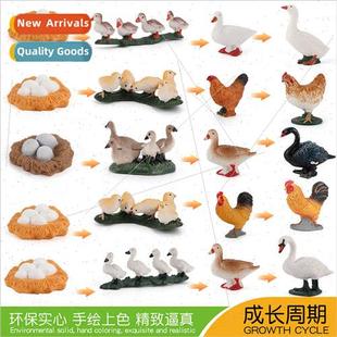 Growth Cycle Model Chicken Farm Goose Poultry Hatching Duck