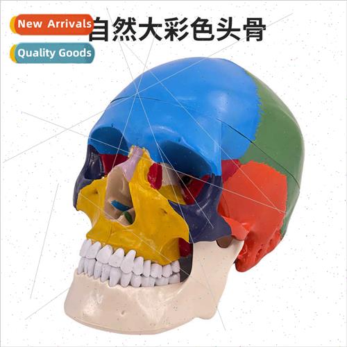 Skull bone bone teaching simulation skull model skull model