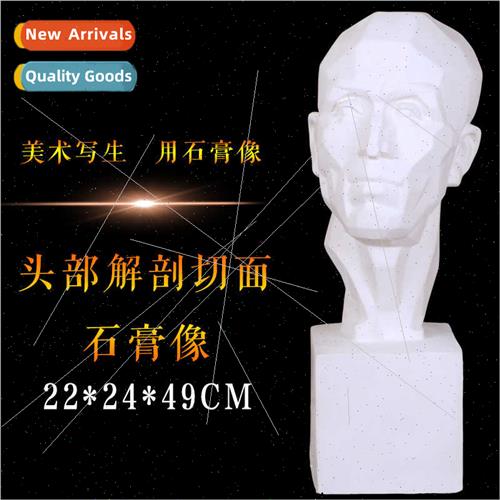 Brandt head to solve second plaster statue anatomical plaste