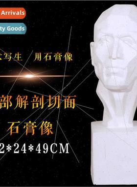 Brandt head to solve second plaster statue anatomical plaste