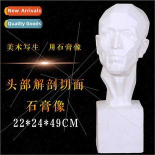 solve second plaster Brandt anatomical statue plaste head