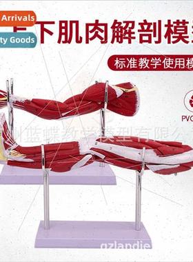 Small Upper limb arm muscle anatomy lower limb leg muscle wh