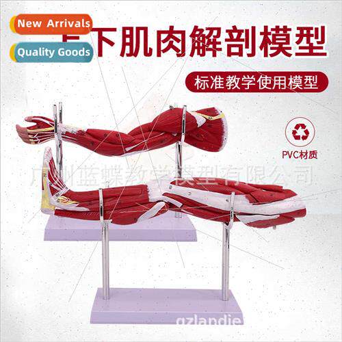 Small Upper limb arm muscle anatomy lower limb leg muscle wh