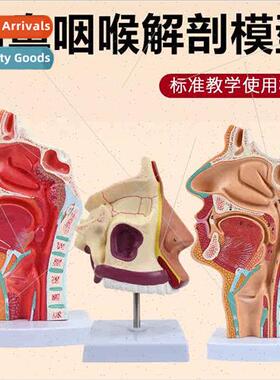 Human Nasal Cavy Mouth Pharynx Larynx Anatomical Model Media