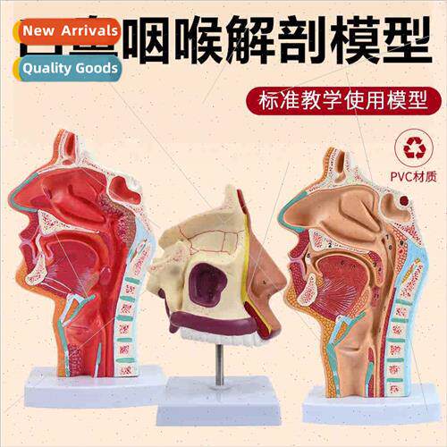 Human Nasal Cavy Mouth Pharynx Larynx Anatomical Model Media
