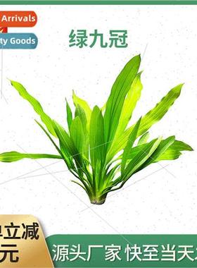 Big leaf crown purify water  big leaf green nine crown small