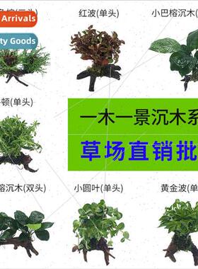 Fish Tank Aquascape Sunken Wood Real Aquatic Plants Decorati